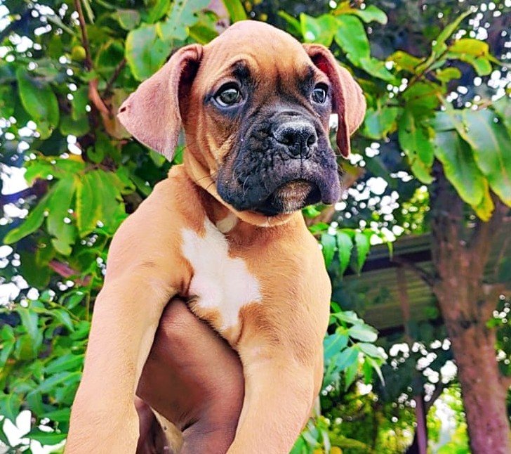 Order Female Boxer Puppy from Hyderabad